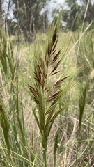 Austrostipa densiflora