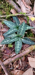 Goodyera