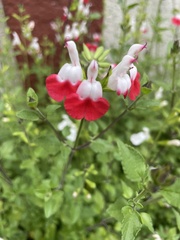 Salvia microphylla