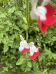 Salvia microphylla
