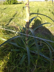 Eryngium horridum