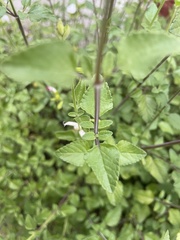 Salvia microphylla