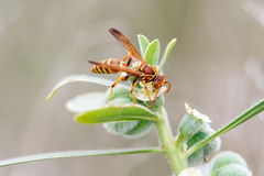 Polistes dorsalis