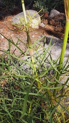 Angelica lineariloba