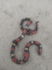 Atractus