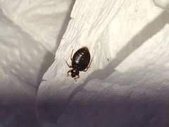 Cimex lectularius