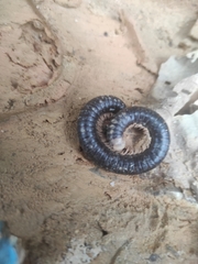 Tachypodoiulus niger