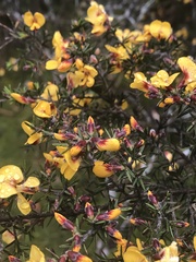 Pultenaea juniperina