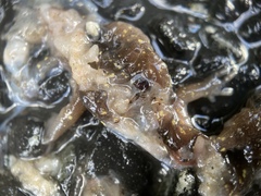 Aneides lugubris