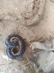 Tachypodoiulus niger