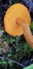 Aureoboletus