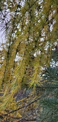 Larix potaninii himalaica