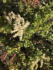 Gaultheria crassa