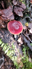 Aureoboletus
