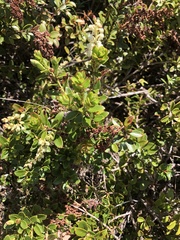 Gaultheria crassa