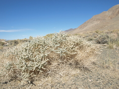 Atriplex parryi