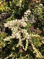 Gaultheria crassa