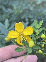 Senna corymbosa