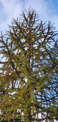 Larix potaninii himalaica