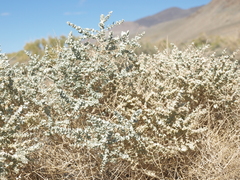 Atriplex parryi