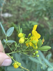Senna corymbosa