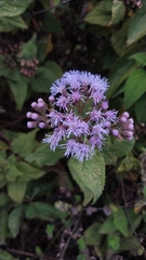 Aristeguietia lamiifolia