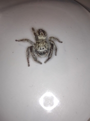 Phidippus texanus