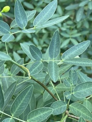 Senna corymbosa