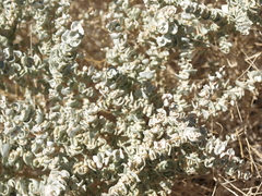 Atriplex parryi