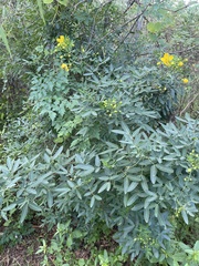 Senna corymbosa