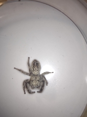 Phidippus texanus