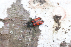 Astylus trifasciatus