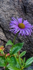 Erigeron multiradiatus