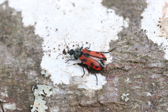 Astylus trifasciatus