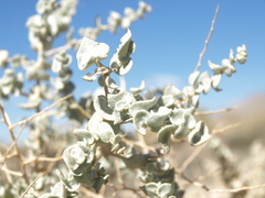Atriplex parryi