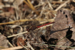 Sympetrum vicinum