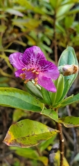 Rhododendron lepidotum
