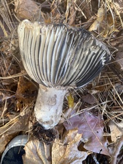 Russula dissimulans