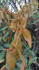Phoradendron nervosum