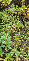Rhododendron lepidotum