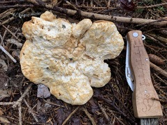 Hydnum washingtonianum