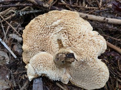 Hydnum washingtonianum