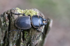 Apterodorcus bacchus