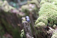 Apterodorcus bacchus