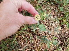 Physalis angulata