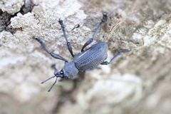 Aegorhinus suturalis