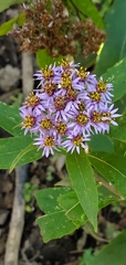 Aster albescens