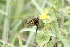 Chioides