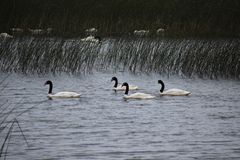 Cygnus melancoryphus