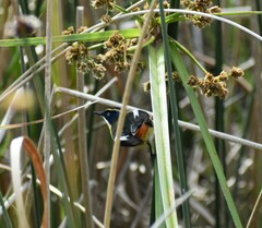 Tachuris rubrigastra